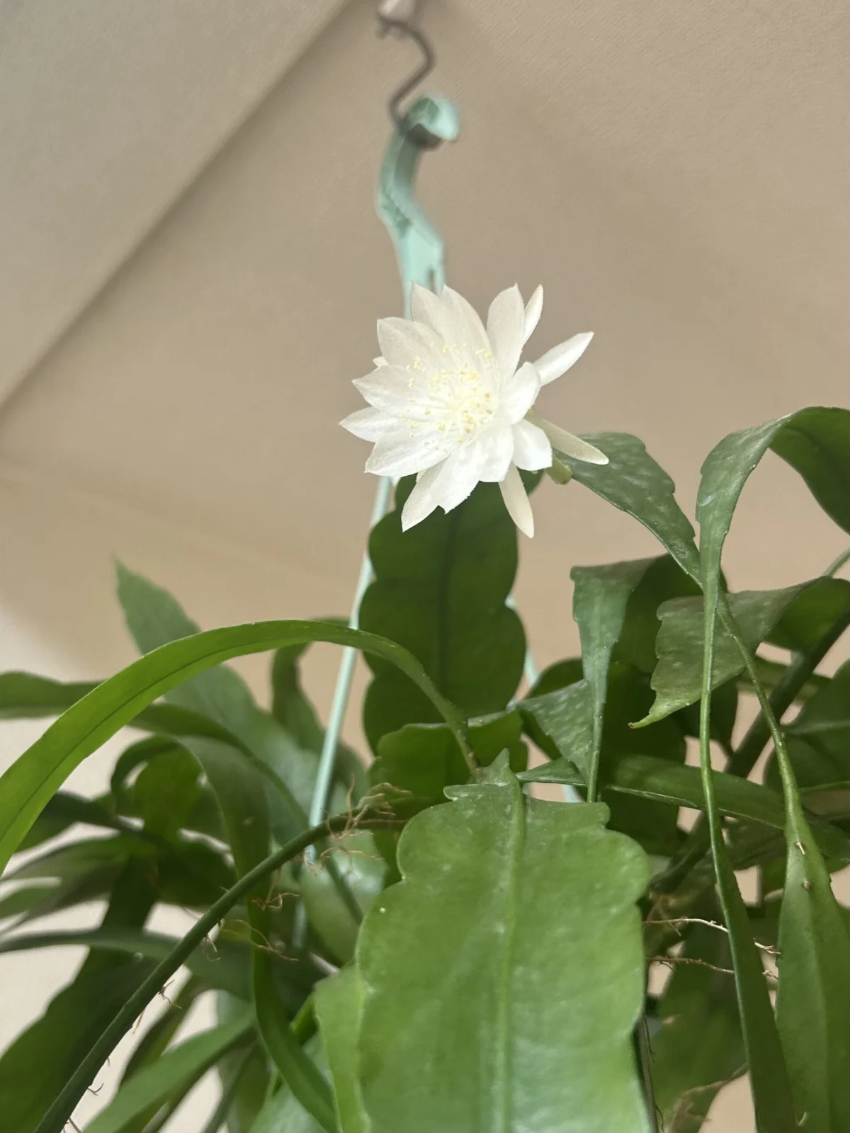 エピフィルム プミラム 姫月下美人