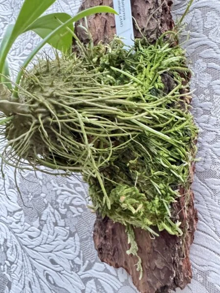 ミルメコディア　プラティティレア　塊茎部　バーク付け　アリ植物　塊茎植物