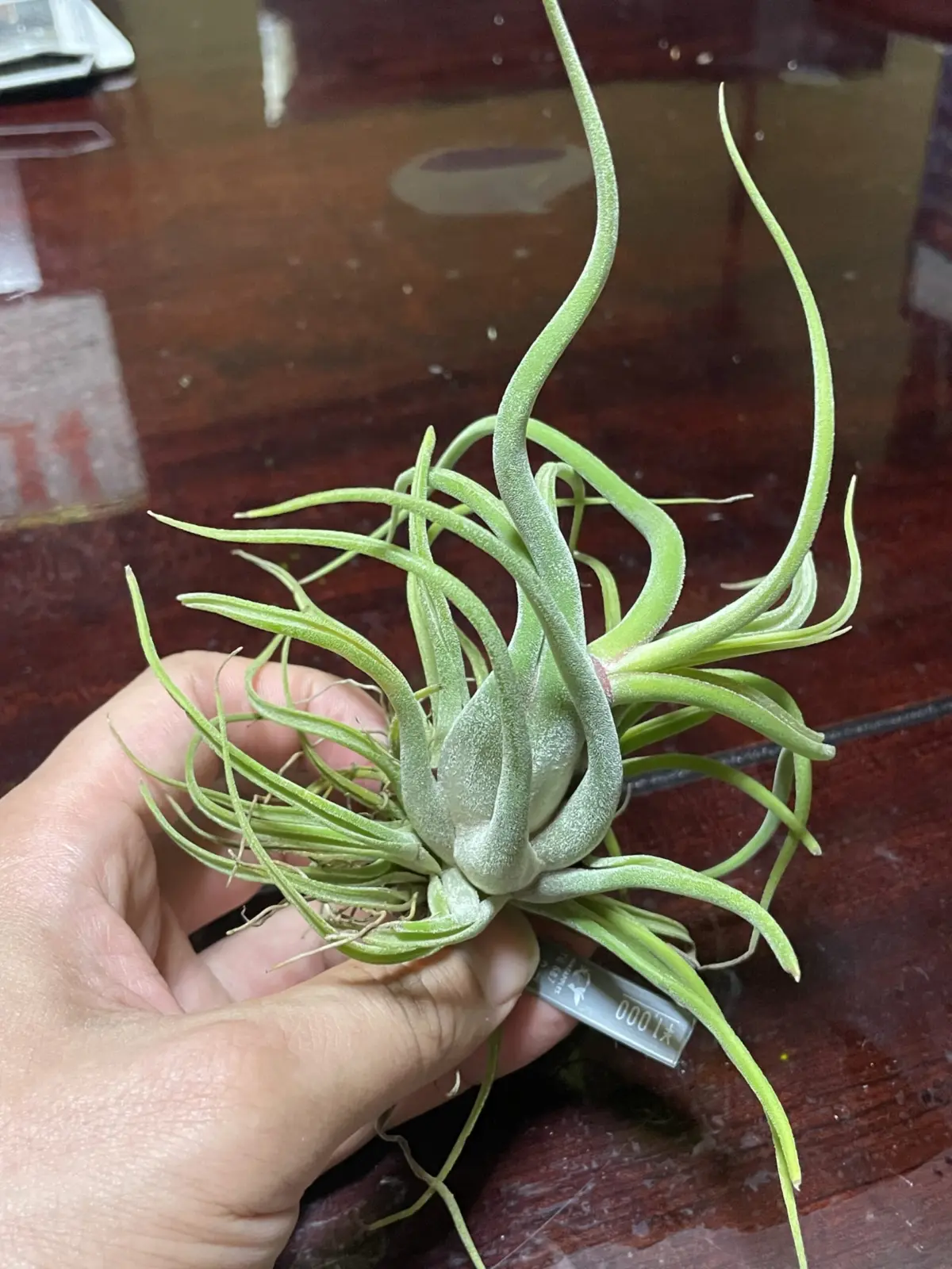 ティランジア　カプトメデューサエ