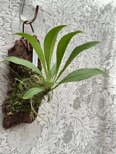 ミルメコディア　プラティティレア　株全体 　バーク付け　アリ植物　塊茎植物