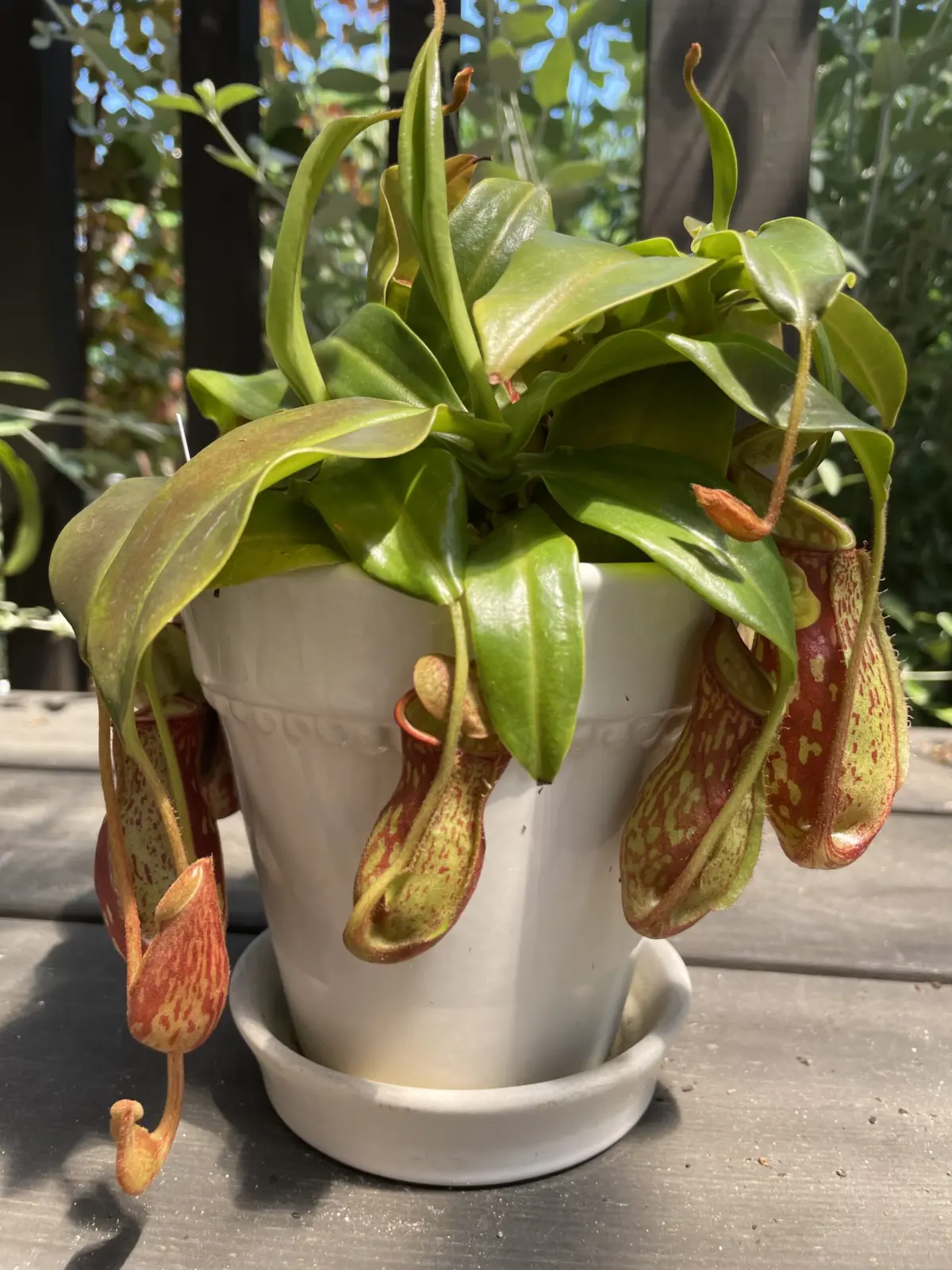 ネペンテス　ガヤ　食虫植物