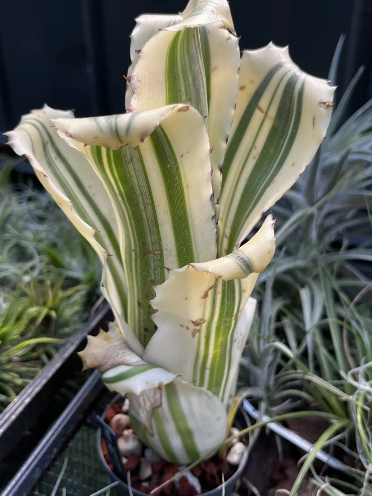 ホヘンベルギア　カーラ