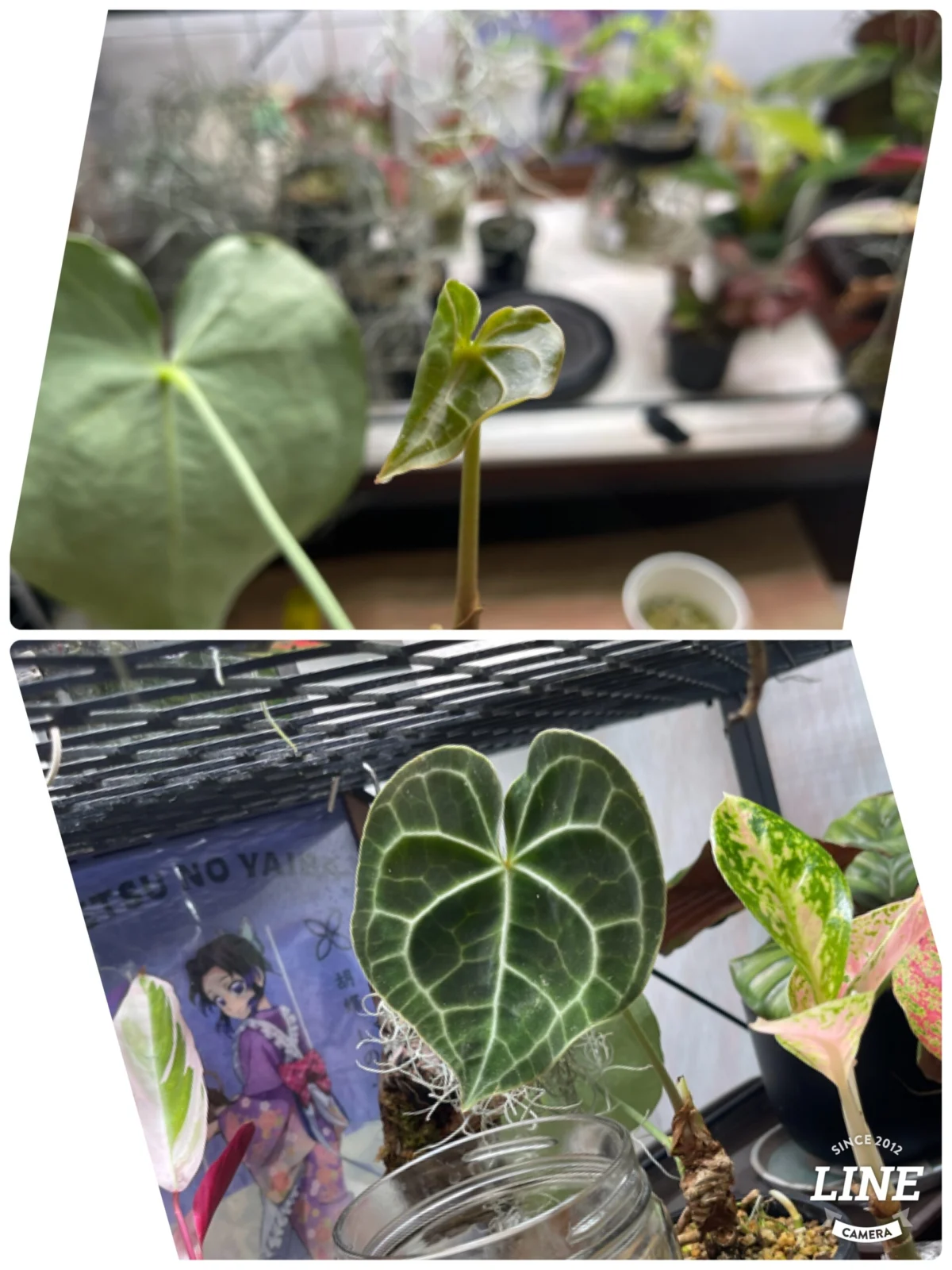 アンスリウム　クラリネルビウム