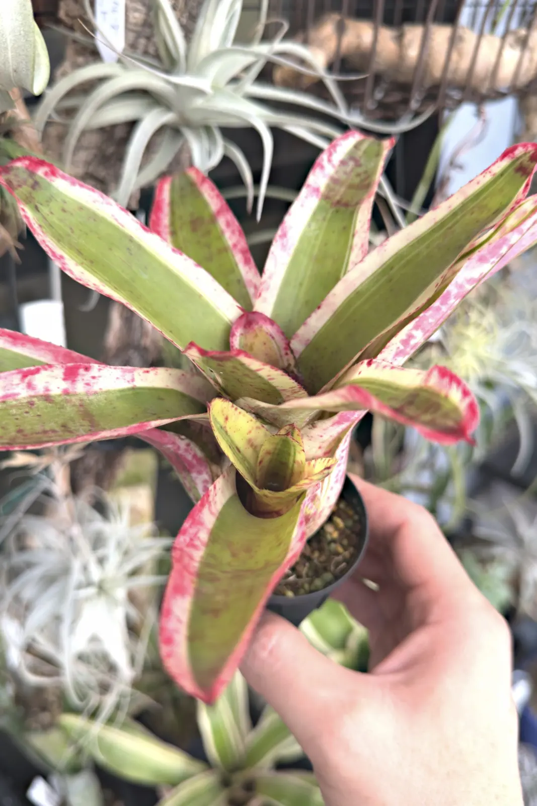 ネオレゲリア アラエア