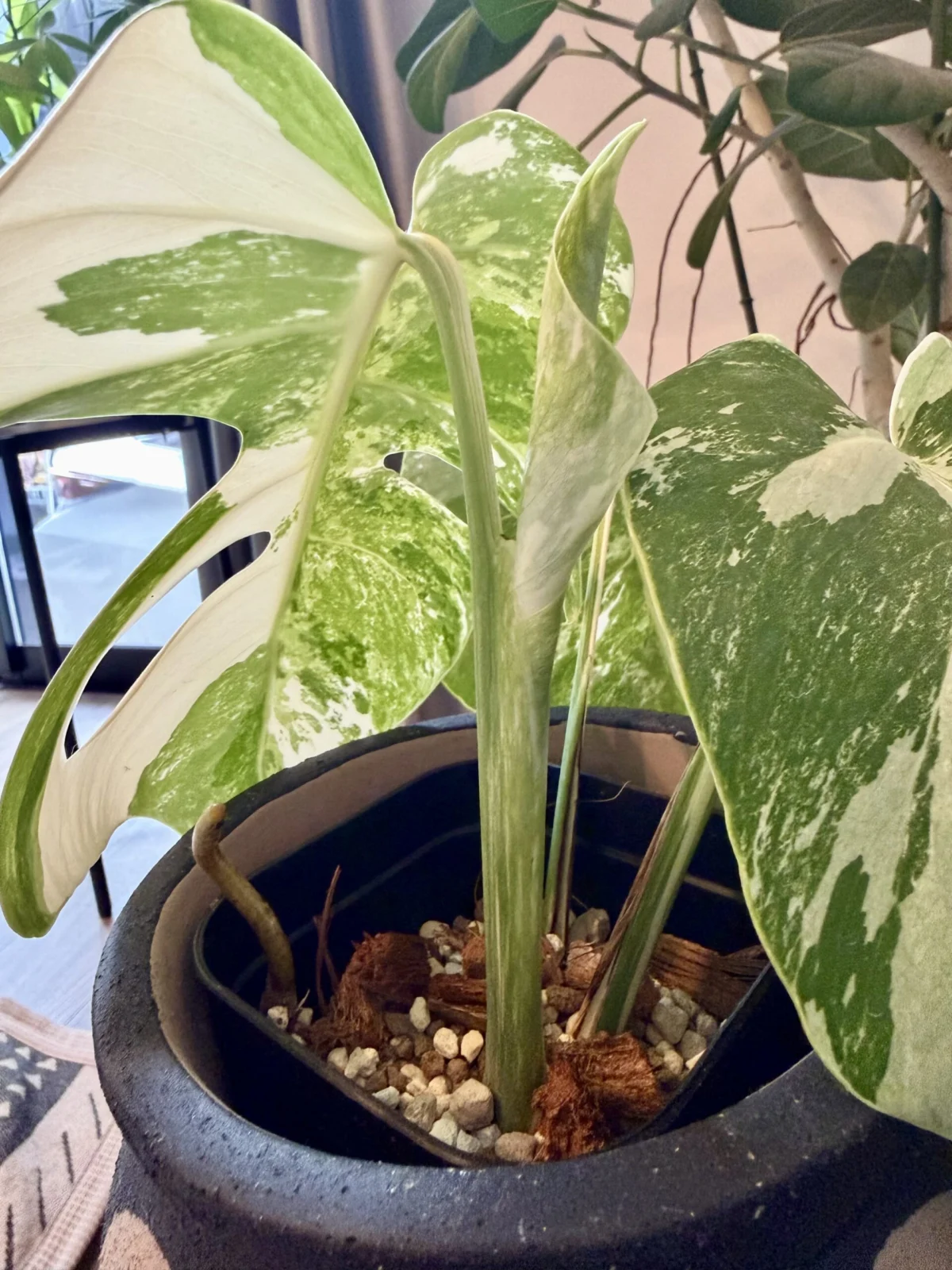 モンステラ – Plants Navi モンステラ – Plants Navi
