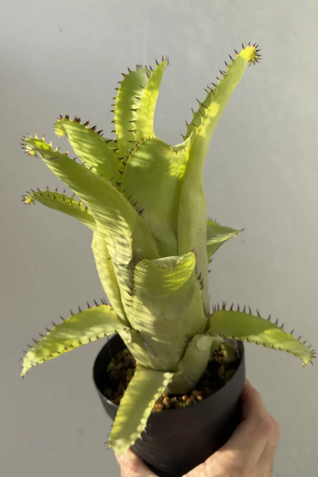 ビルベルギア ホリダ