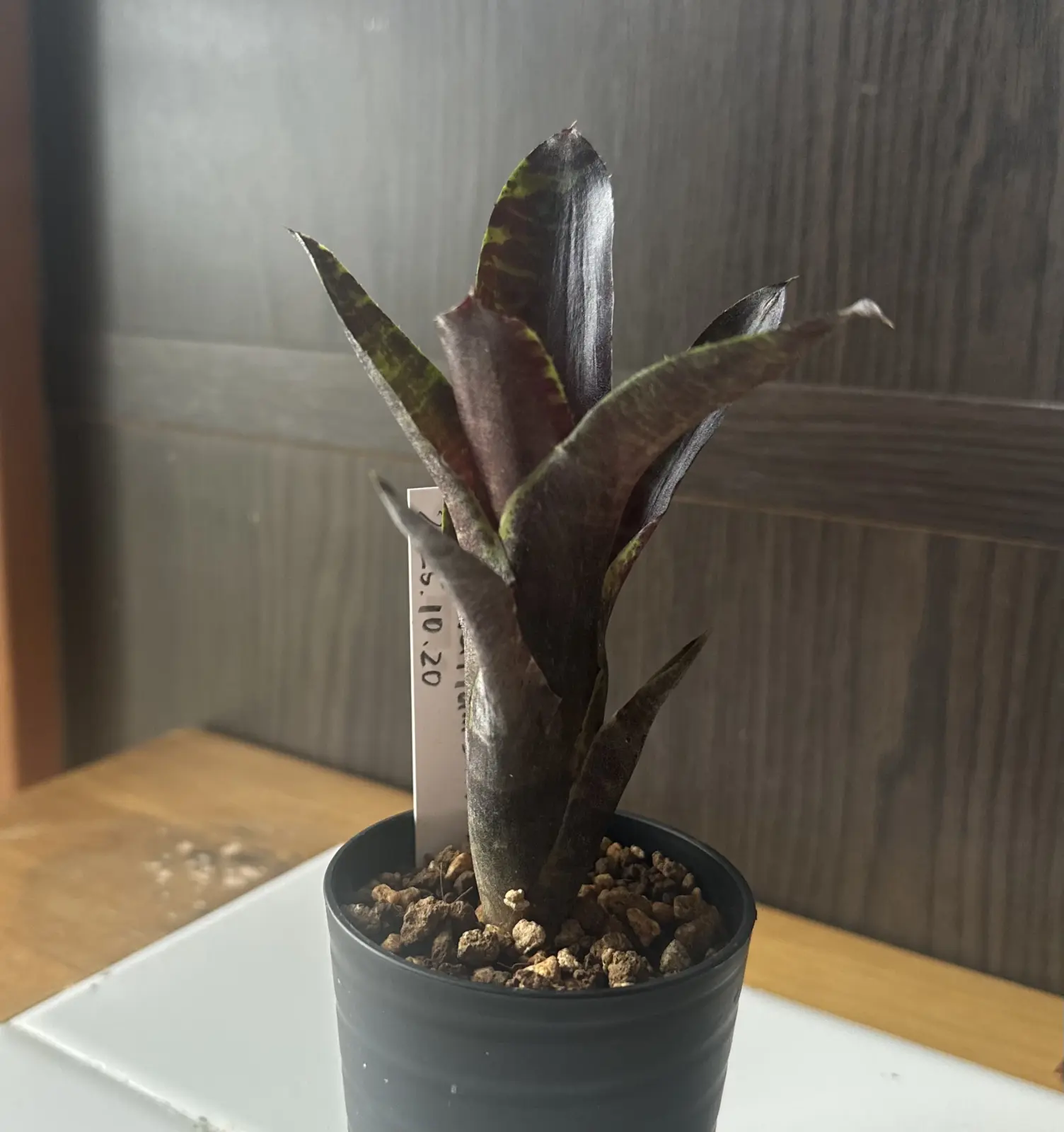 ネオレゲリア ジャバプラム