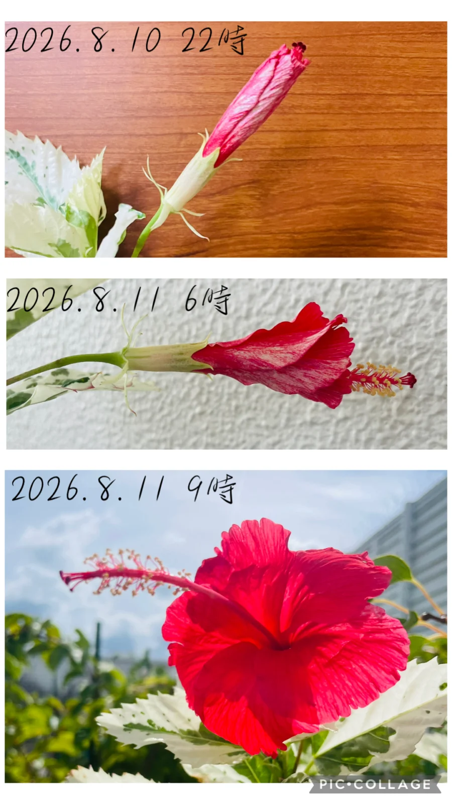 ハイビスカス 斑入り スノーフレーク 花