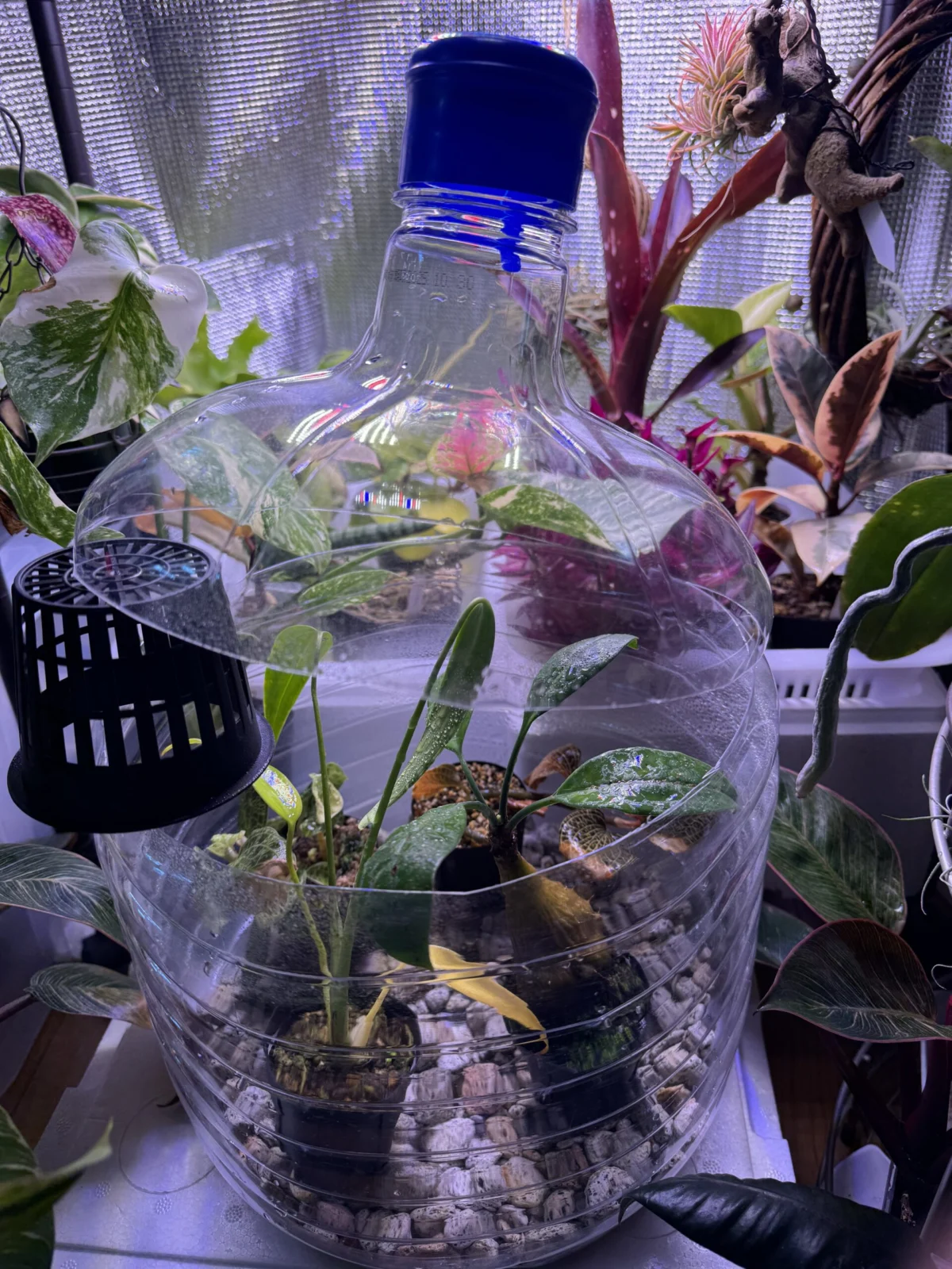 ミルメコディア　ツベローサ　モンステラ　バールマルクスフレーム　他　湿度を高める