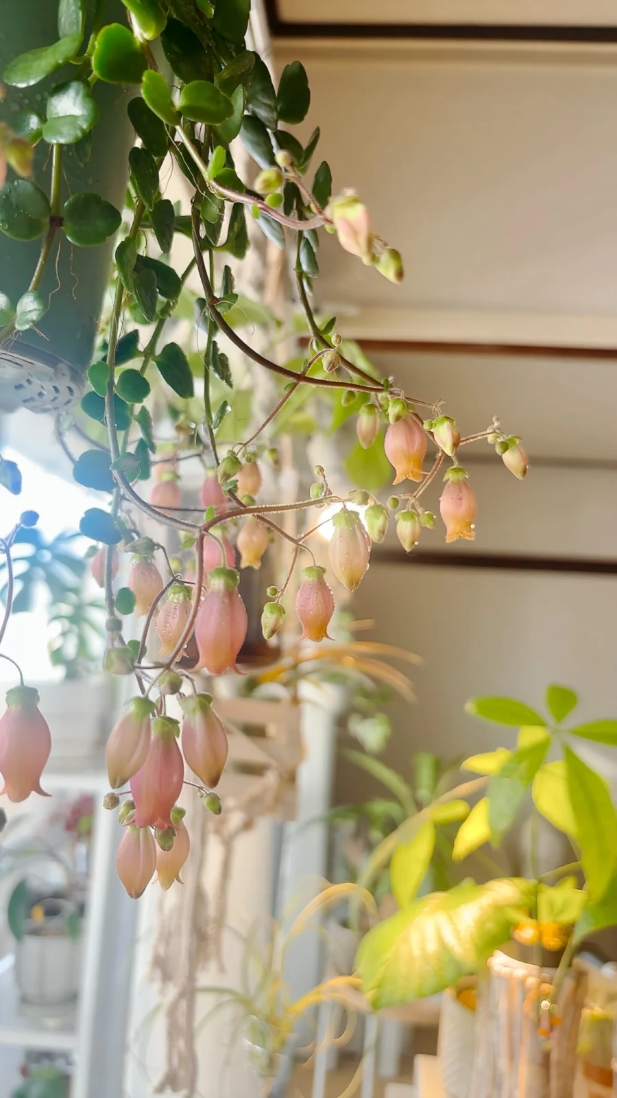 カランコエ　フィフィ