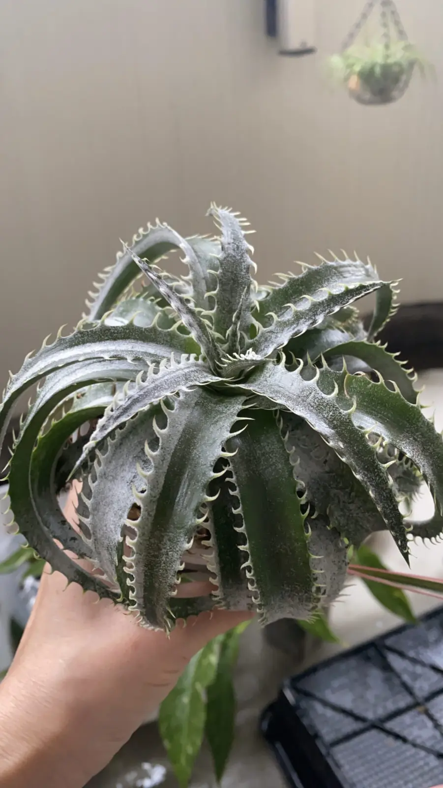 ディッキア　グランマニエ