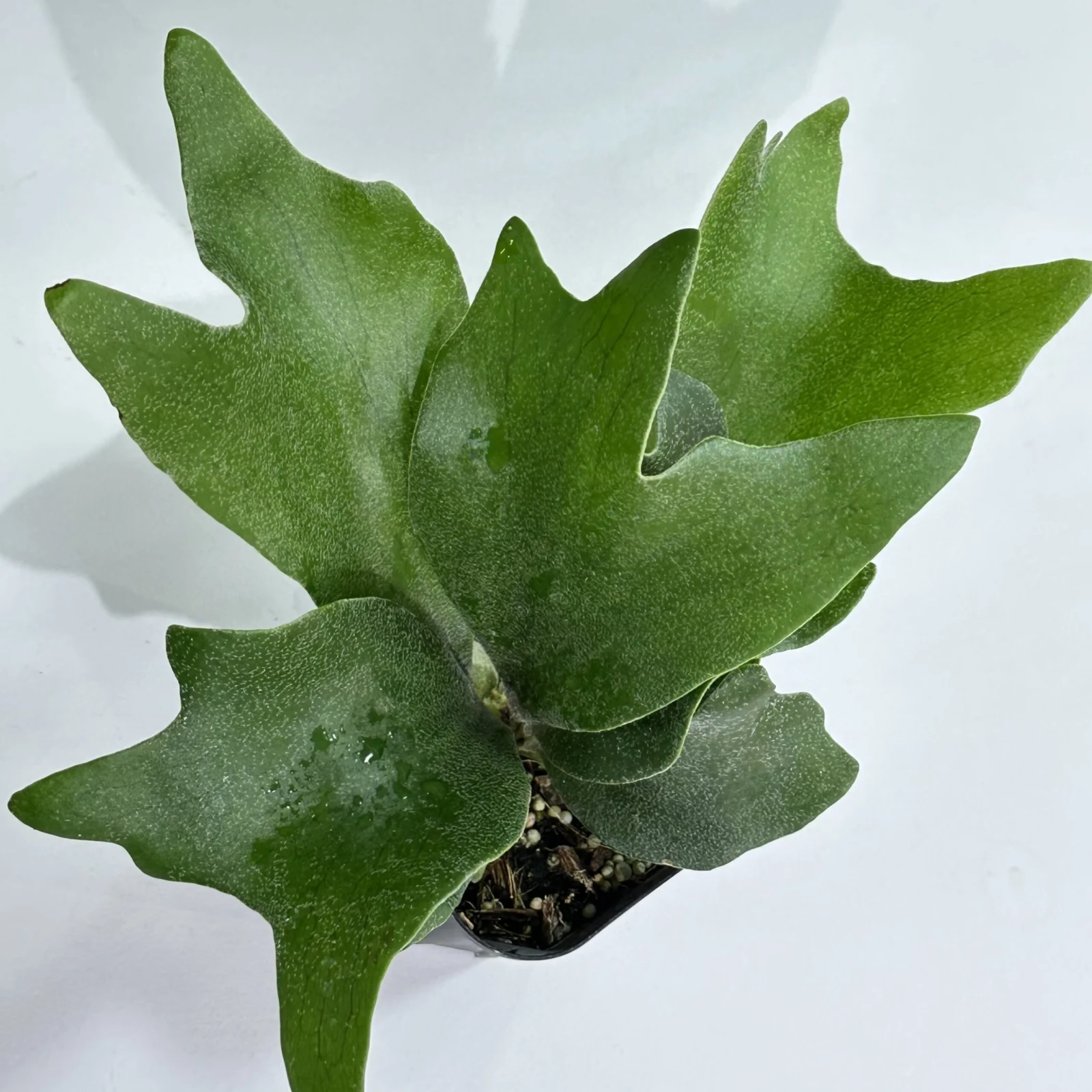 ビカクシダ　アルシコルネ