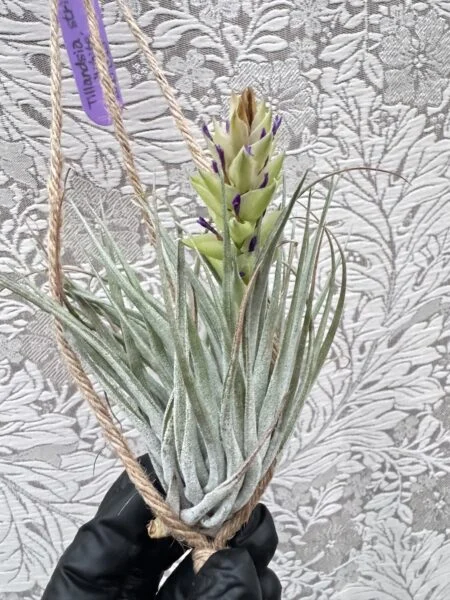 ティランジア　ストリクタ　ホワイト　花終わり株　側面