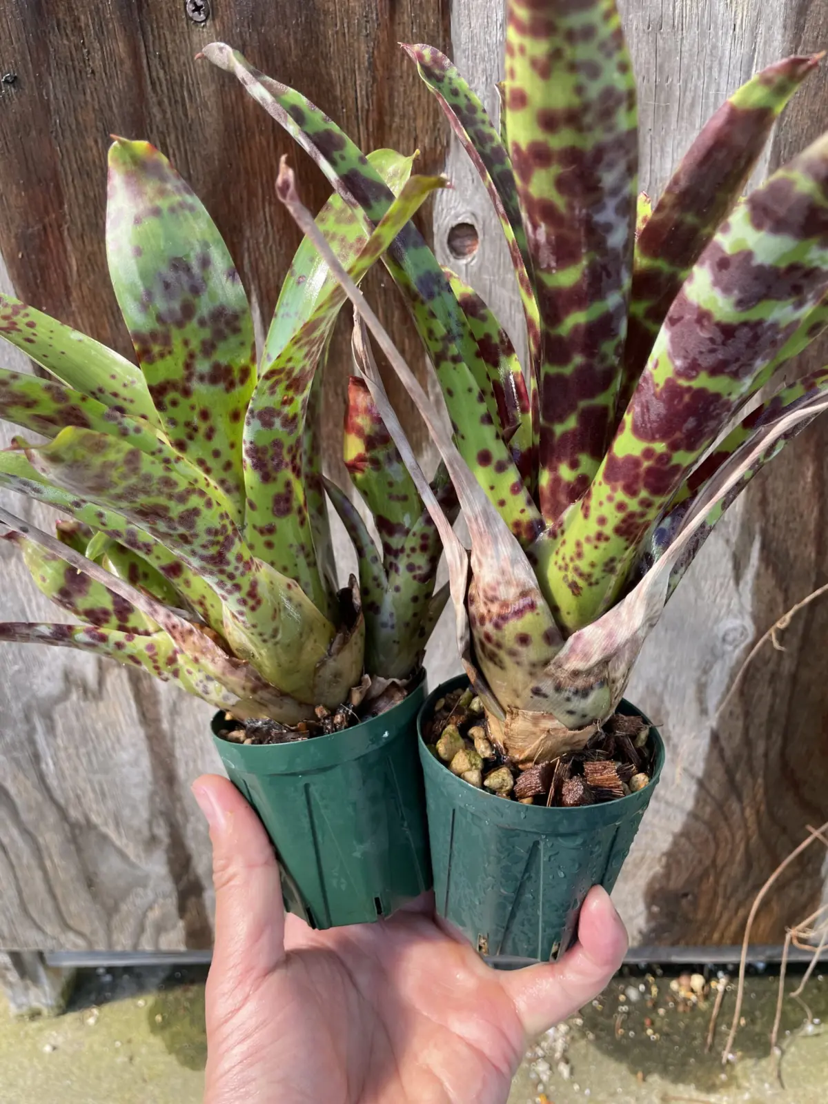 フリーセア　グッタータ