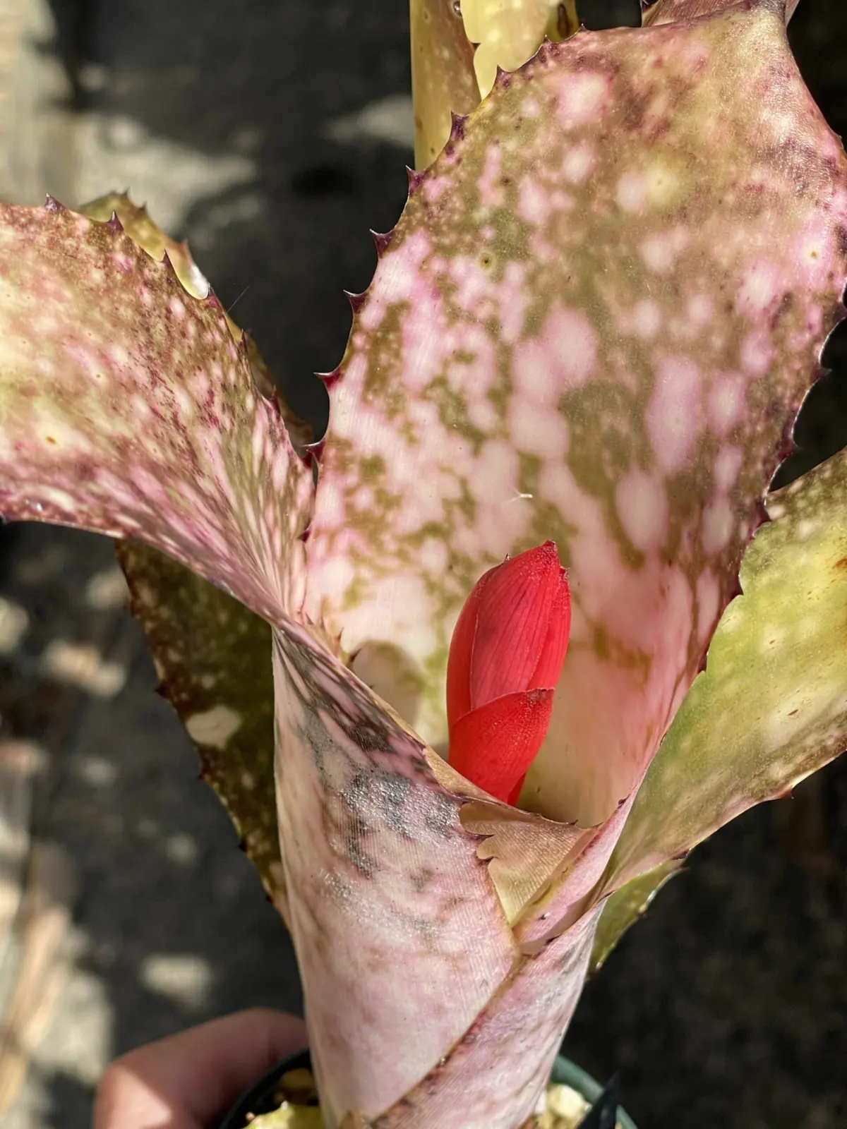 ビルベルギア　ハナホウ　花芽