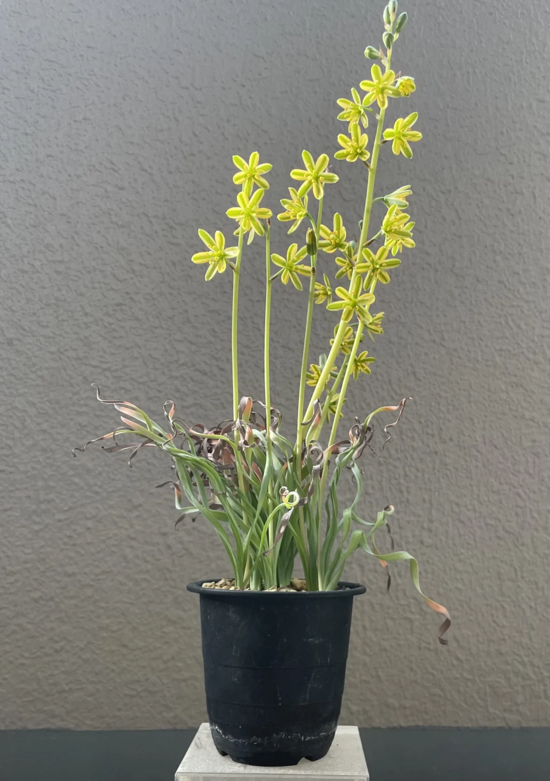 アルブカ　コンコルディアナ　花