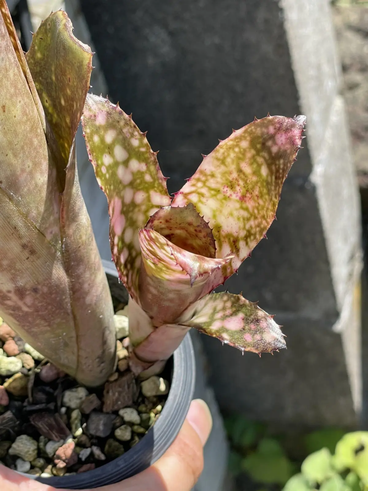 ビルベルギア　ハナホウ　子株