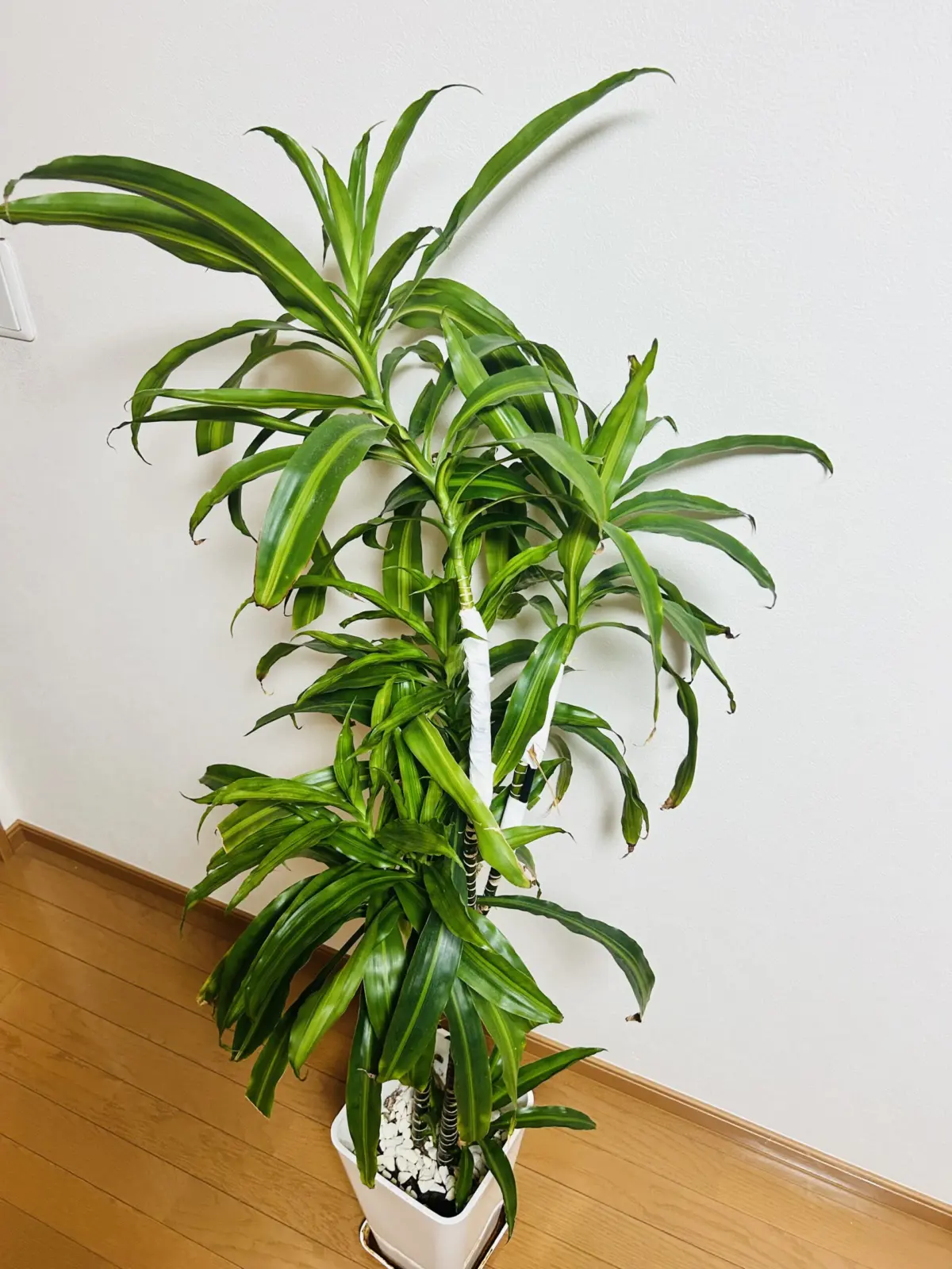 ドラセナ/札落ち