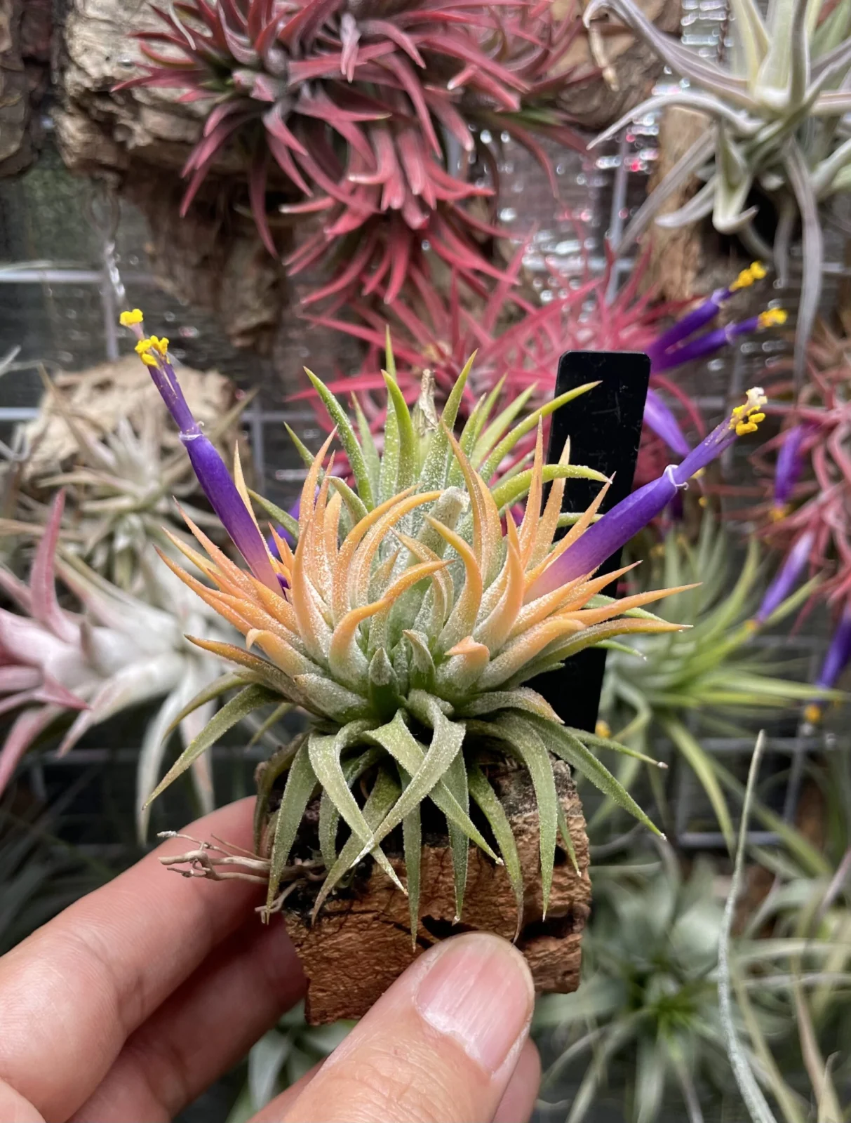 ティランジア　イオナンタ　ソル