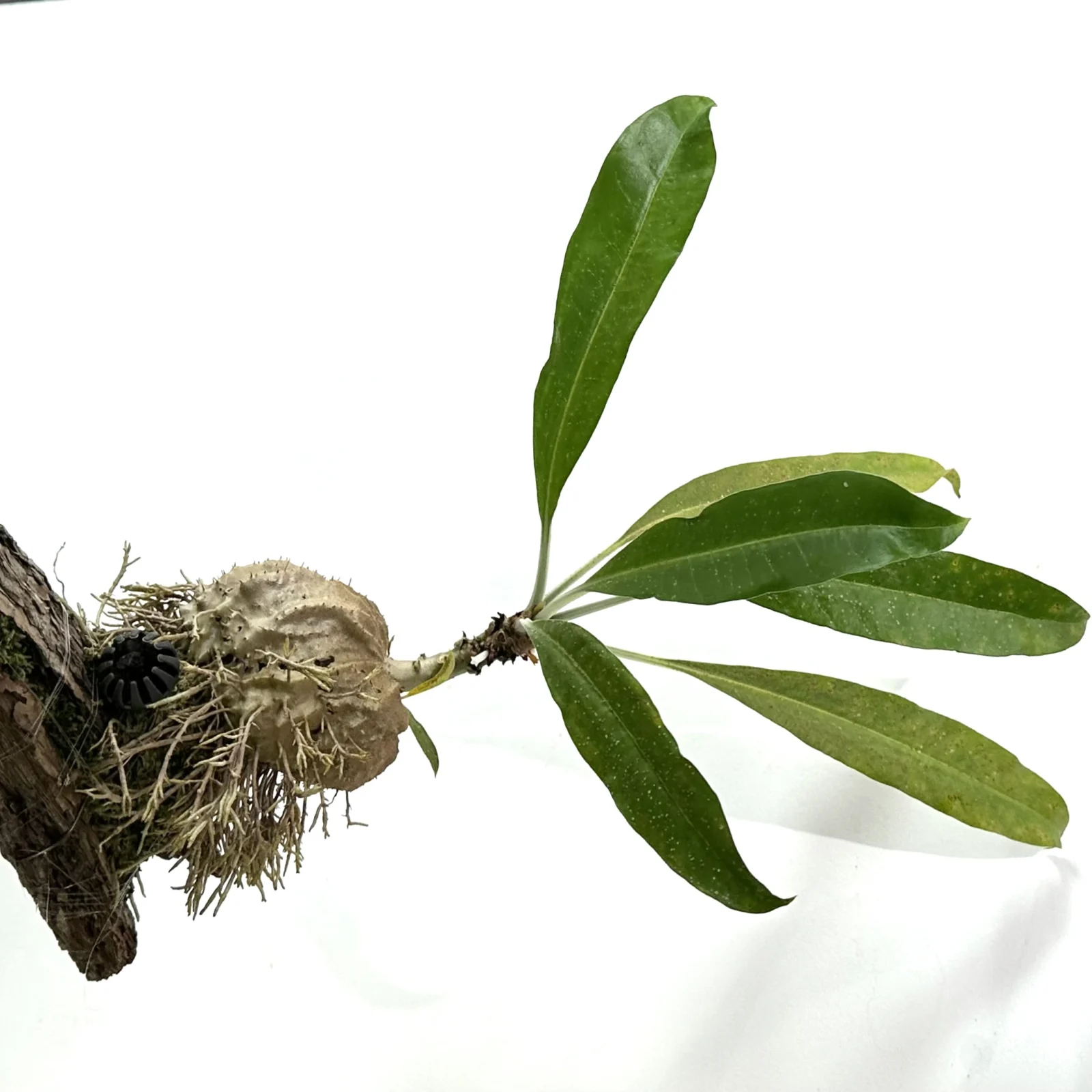 ミルメコディア ツベローサ 蟻植物