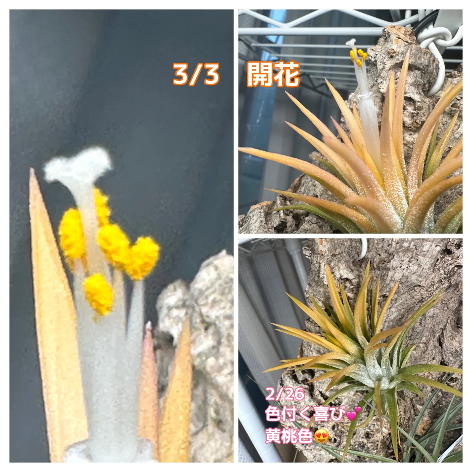 ティランジア イオンナンタ ドゥルイド