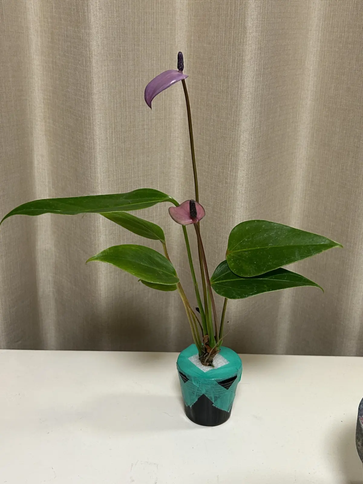 アンスリウム フィオリノ 届いたその日