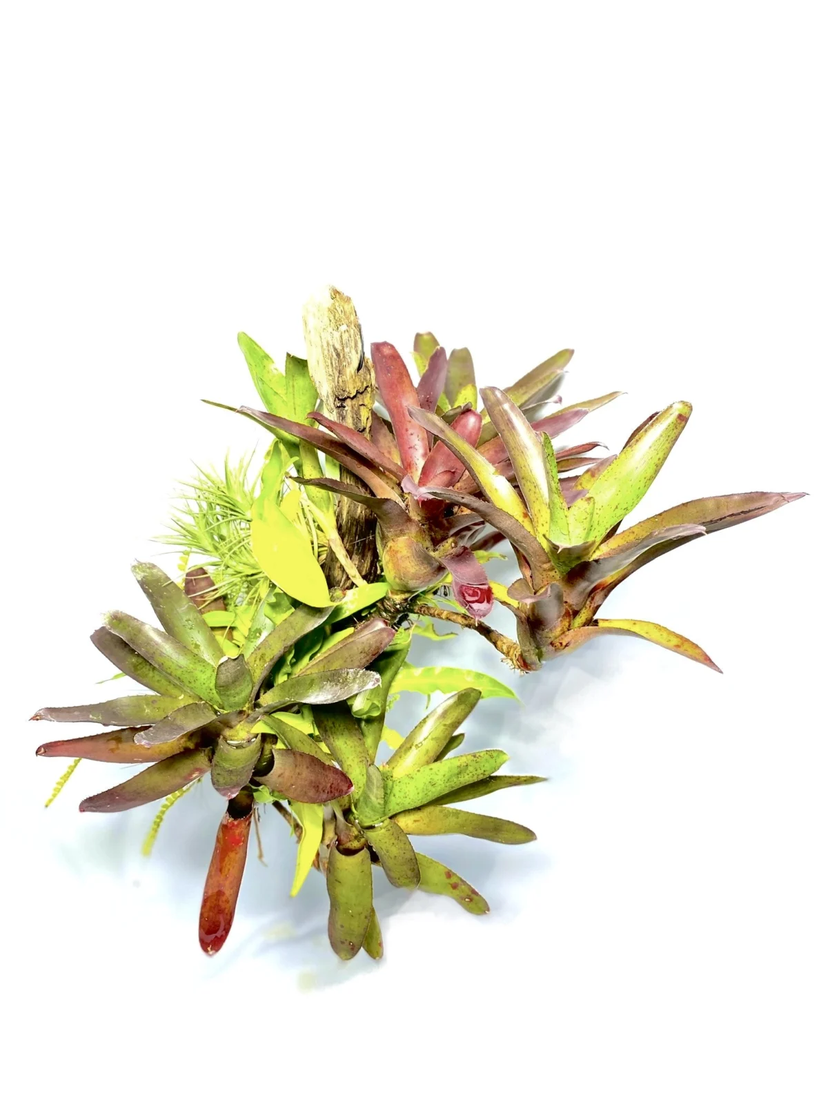 ネオレゲリア　カモリミアナ　ブラック　流木着生