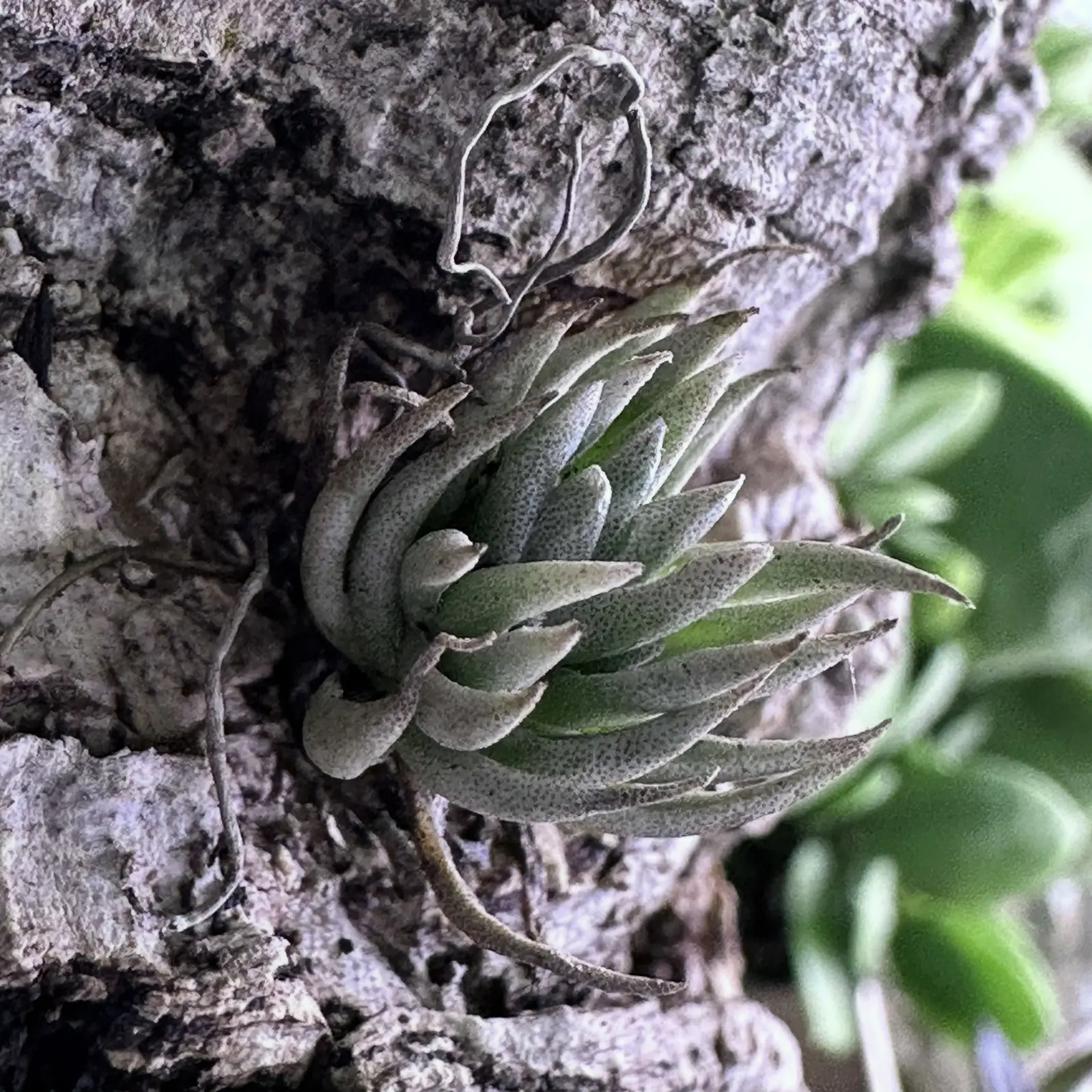 ティランジア　ピアウイエンシス　成長記録3