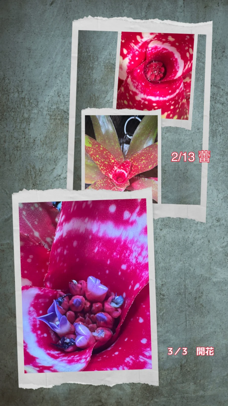 ネオレゲリア　ピグレット　つぼみから開花の記録