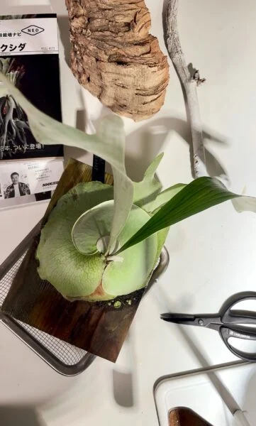 ビカクシダ　ジョー　村長の直売所