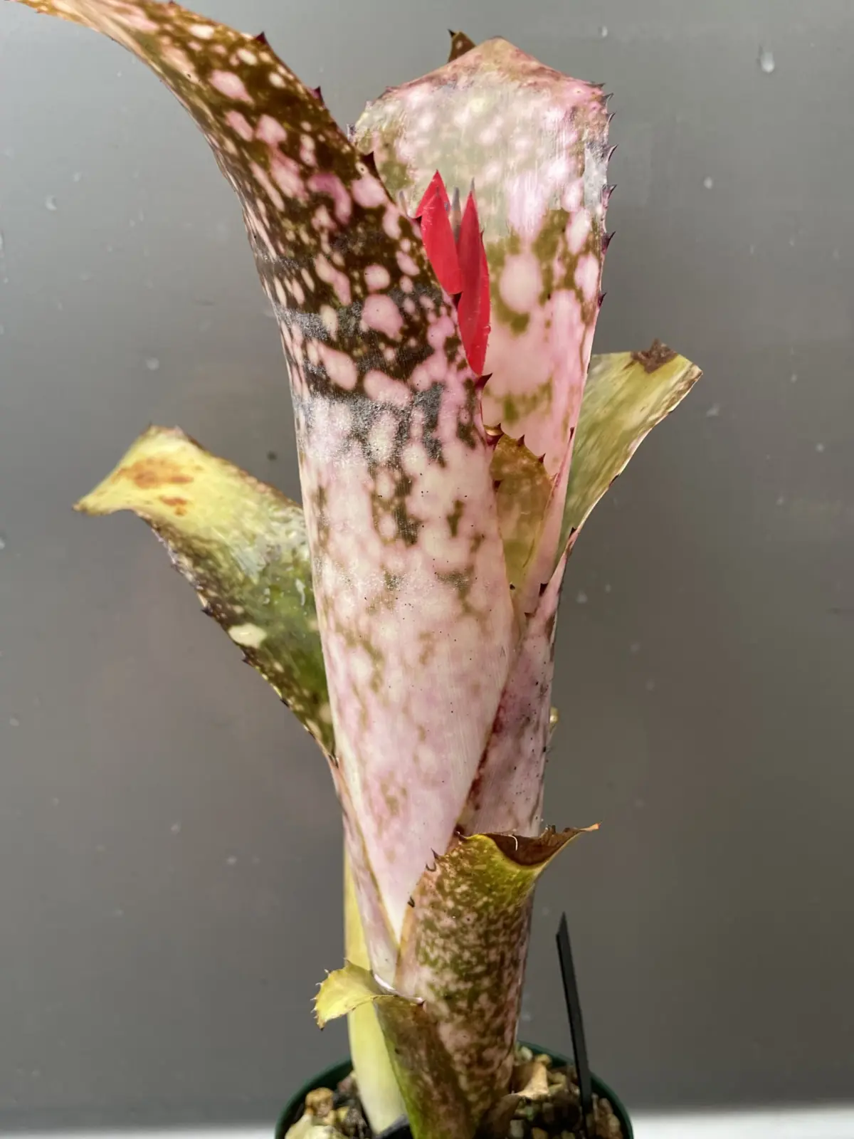 ビルベルギア　ハナホウ