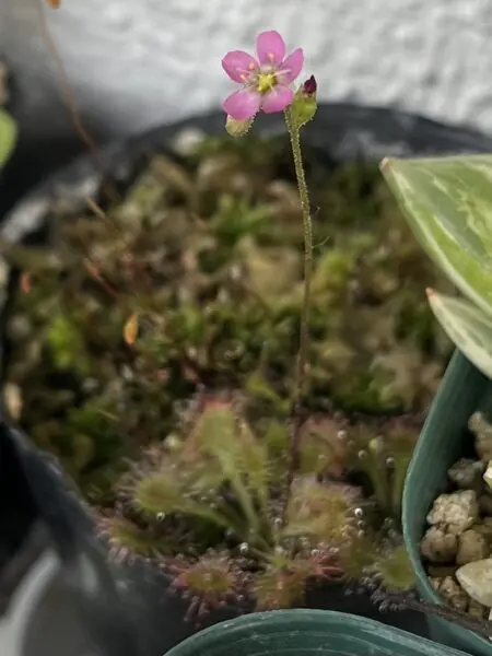 食虫植物　トウカイコモウセンゴケ　花　ドロセラ　トウカイエンシス　モウセンゴケ