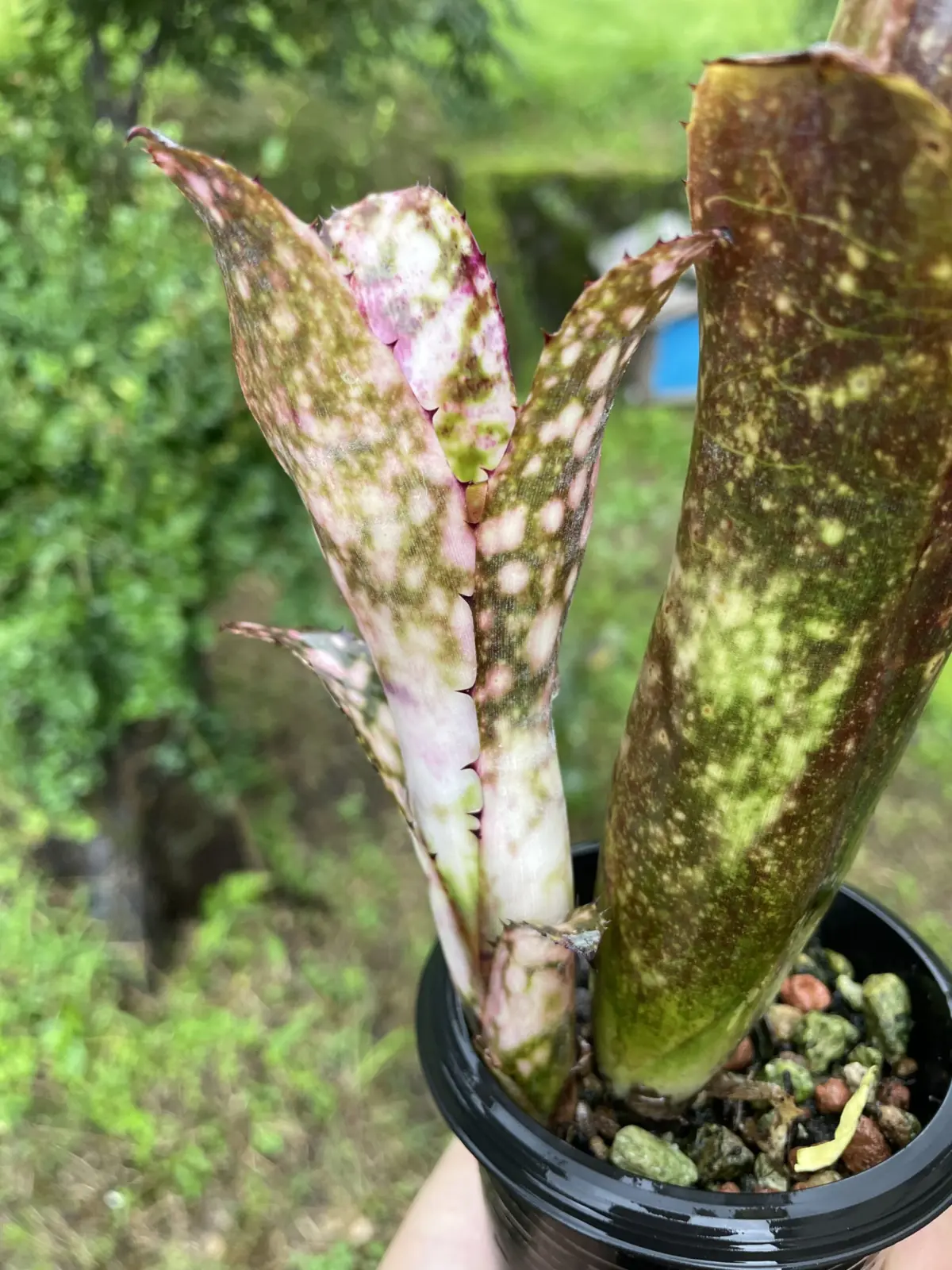 ビルベルギア　ハナホウ