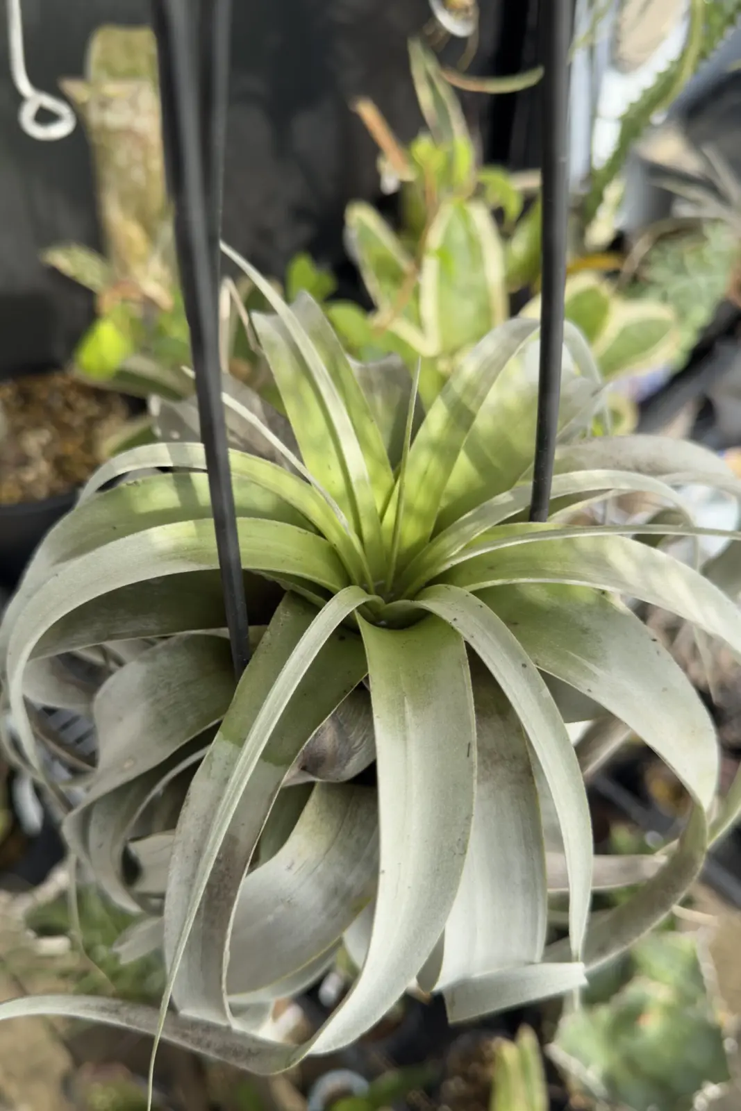 ティランジア キセログラフィカ