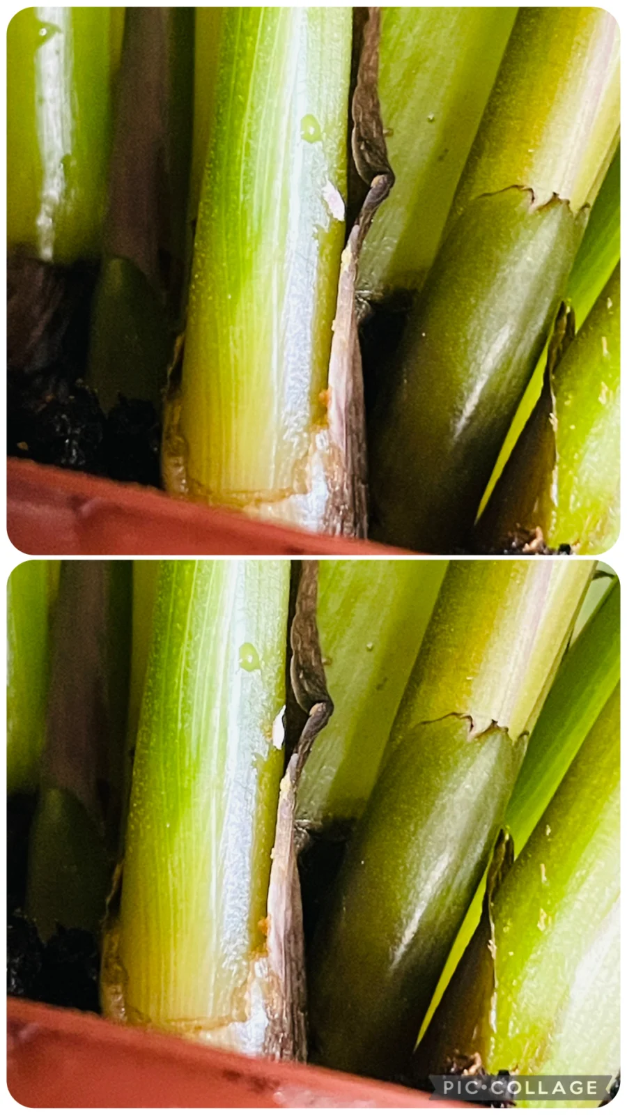 カラテア オルビフォリア 害虫 カイガラムシ