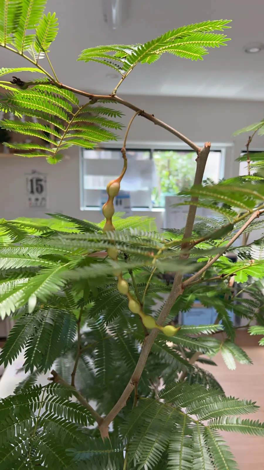 エバーフレッシュ