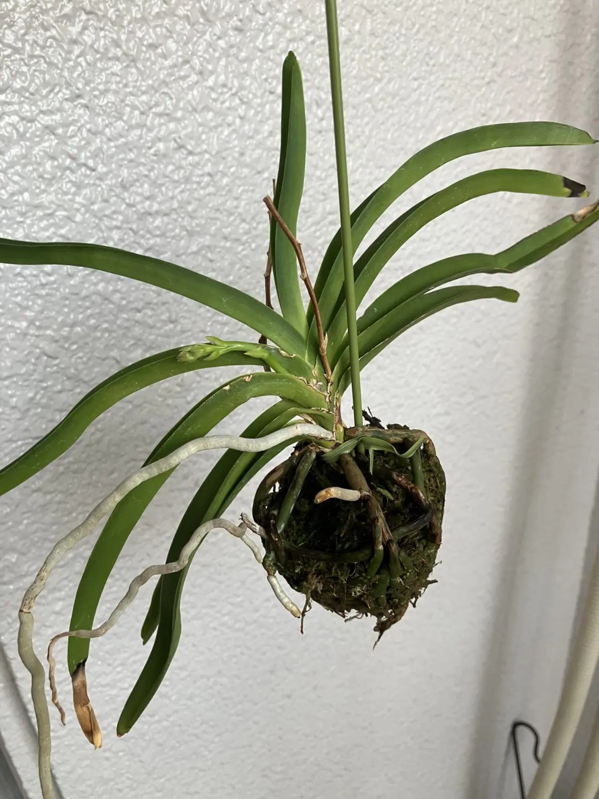 バンダコスティリス　フュークス　オーシャンスプレー　花芽