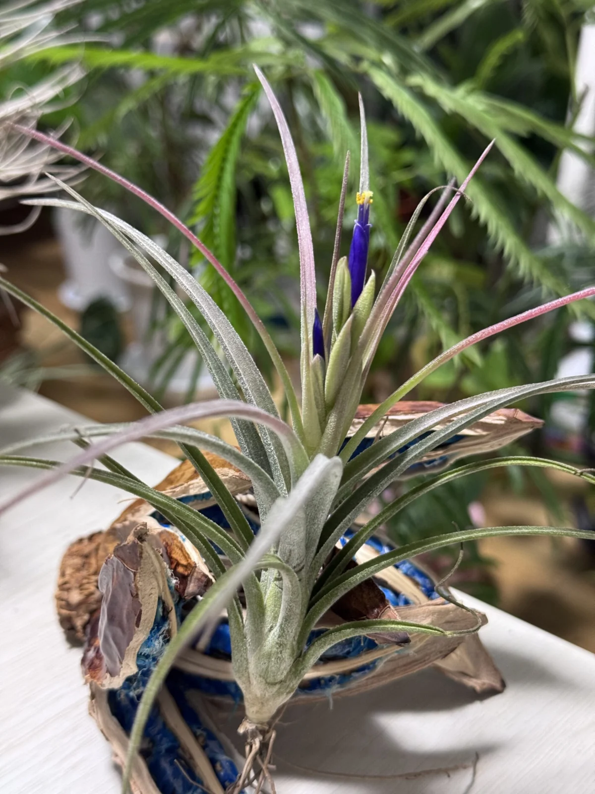 ティランジア イオナンタ×エーレルシアナ