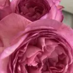 Alexyのアバター