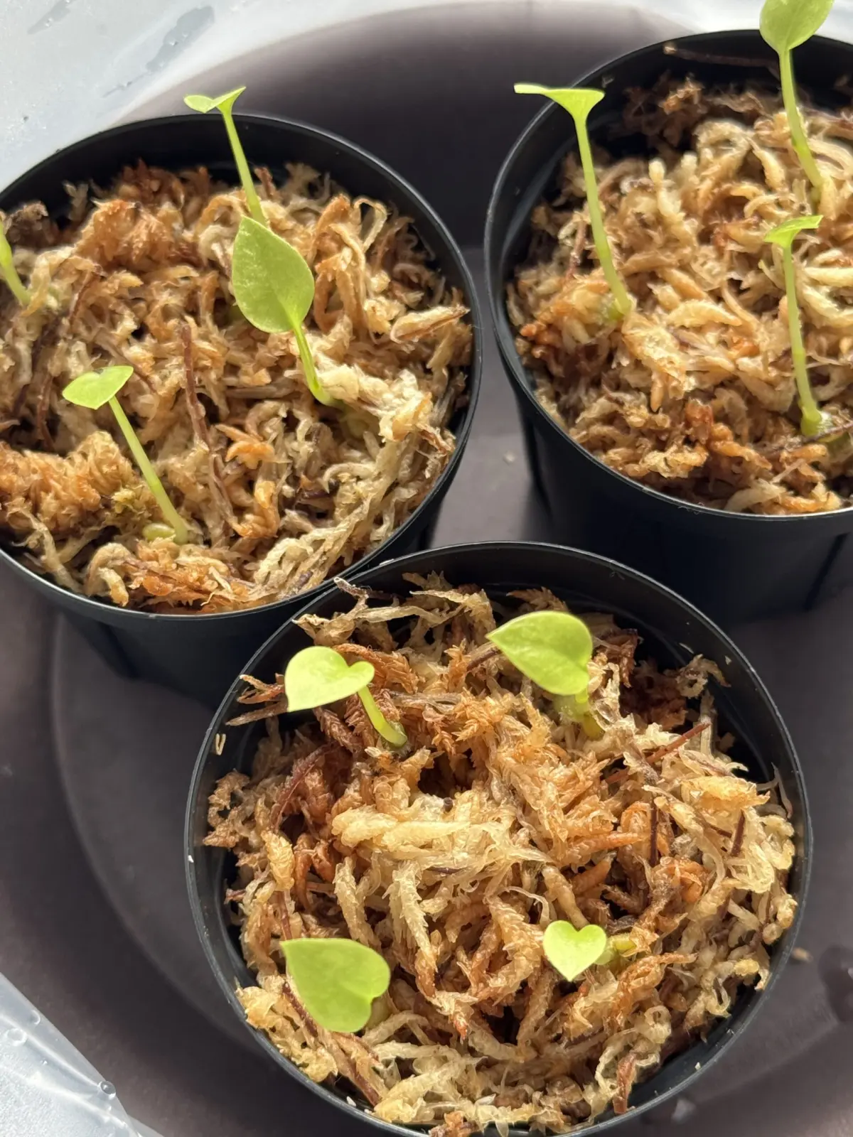 アンスリウム　グラシレ　播種後