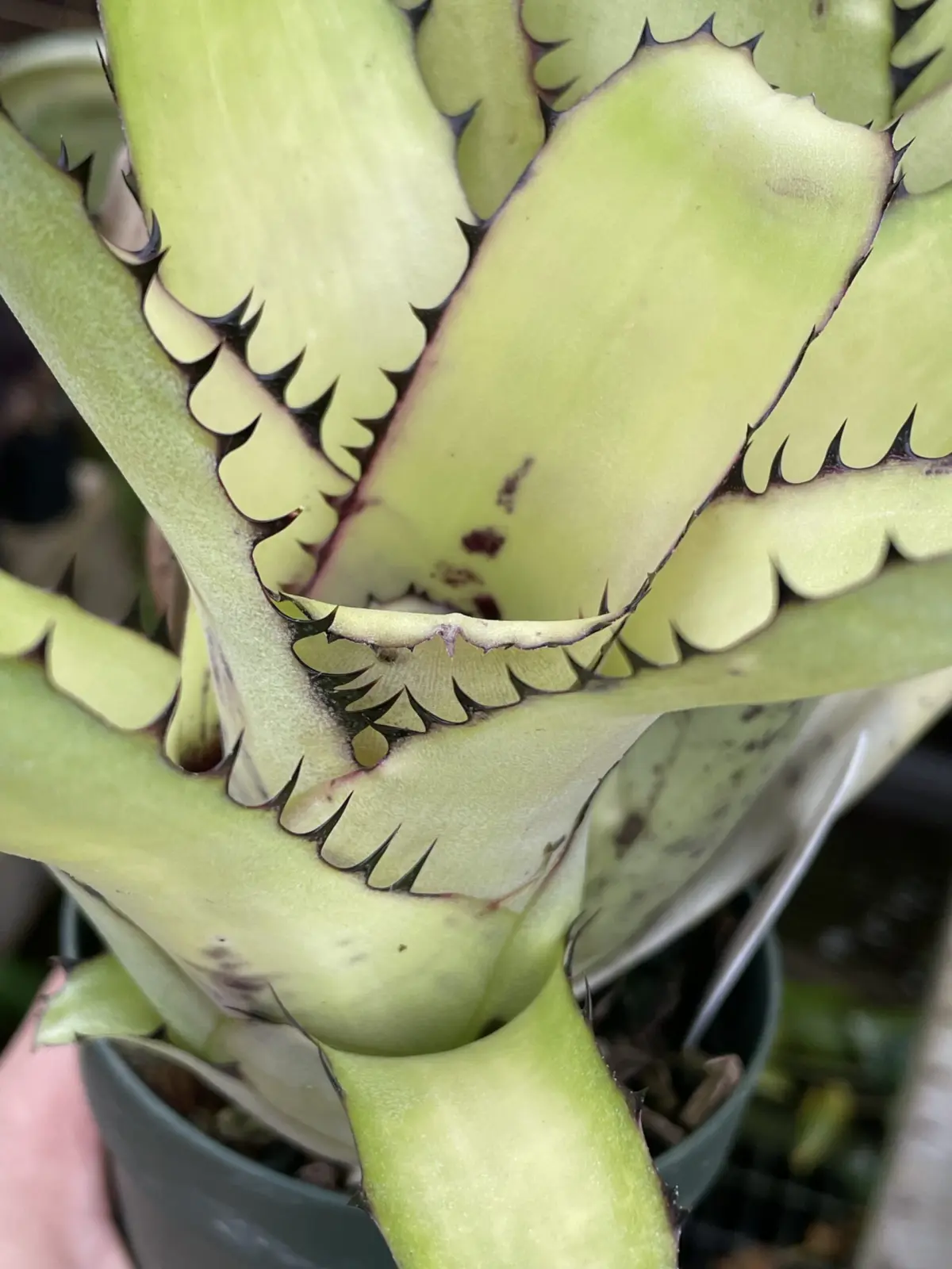 ビルベルギア　サンデリアナ