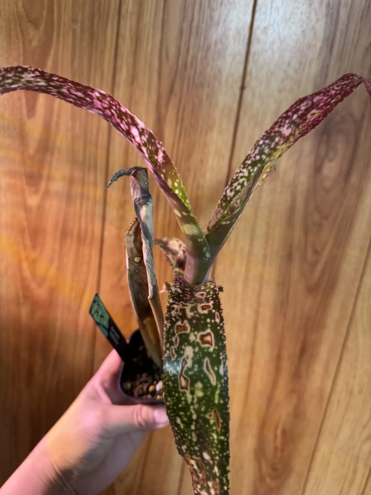 ビルベルギア　フラアウワナ