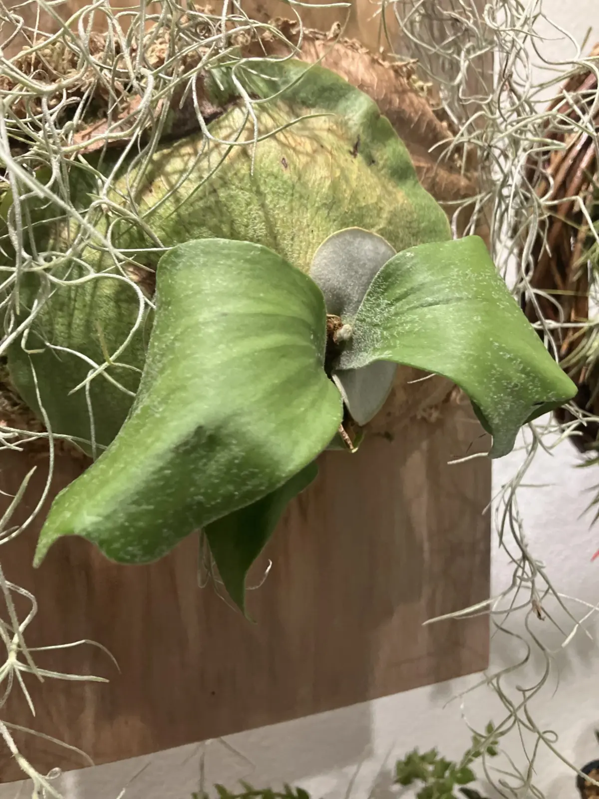 ビカクシダ　ネザーランド　ホームセンター