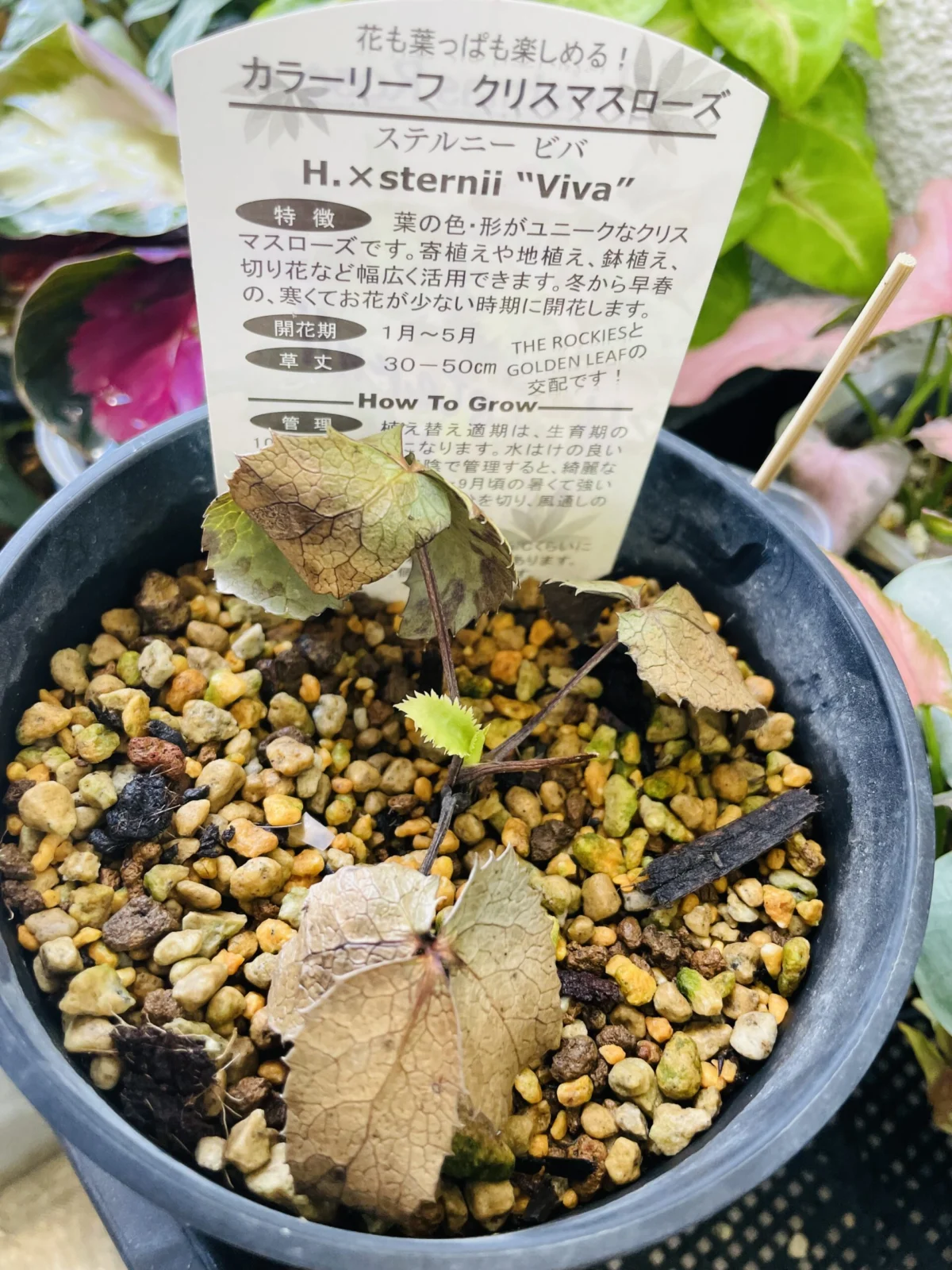 クリスマスローズ　ステルニービバ　夏の新芽