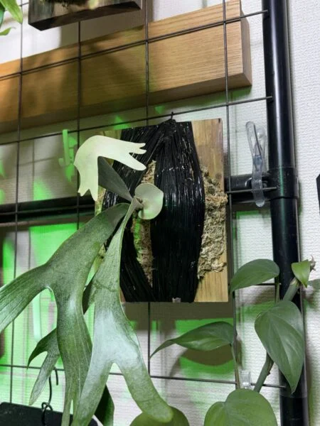 ビカクシダ ウイリンキー