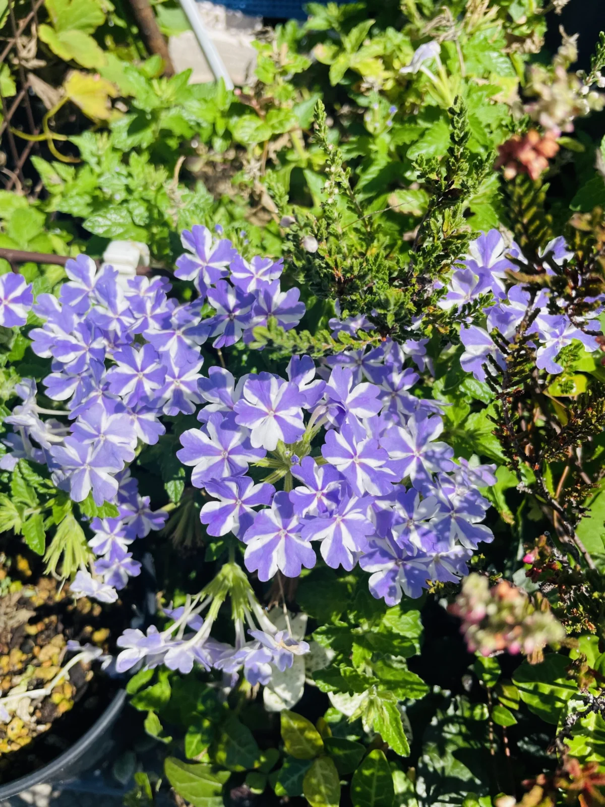バーベナ スーパーベナ アイストゥインクル 花