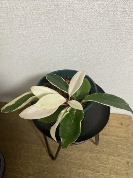 ホヤ カルノーサ リップカラー