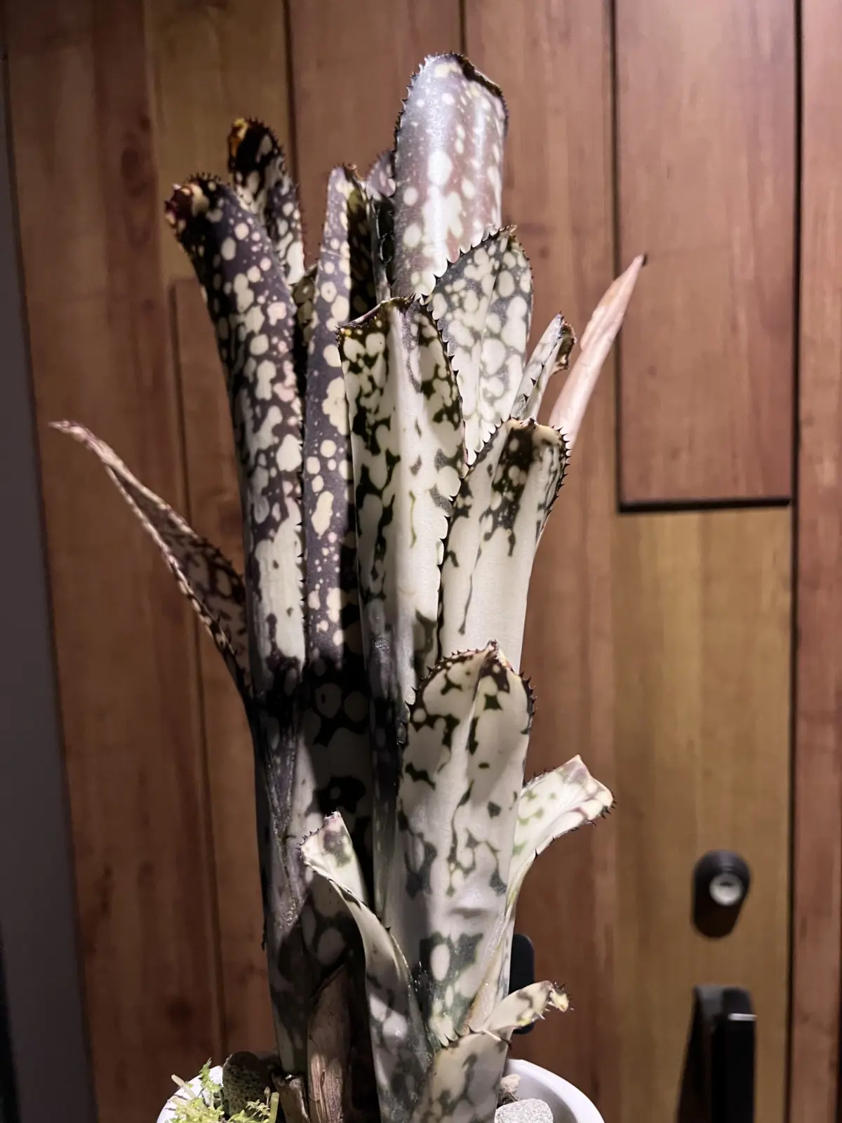 ビルベルギア　メリーモナーク