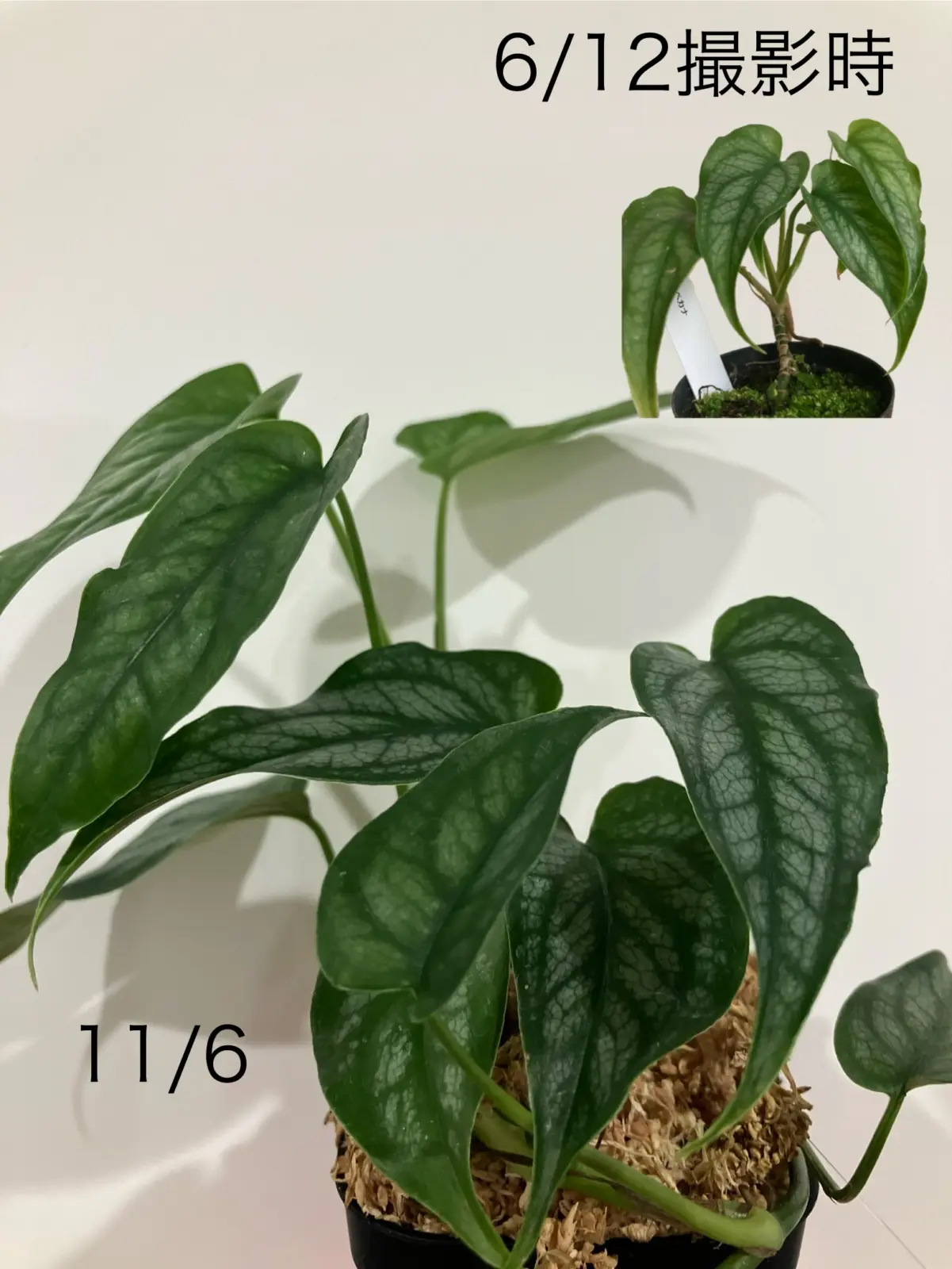 モンステラ　シルテペカナ