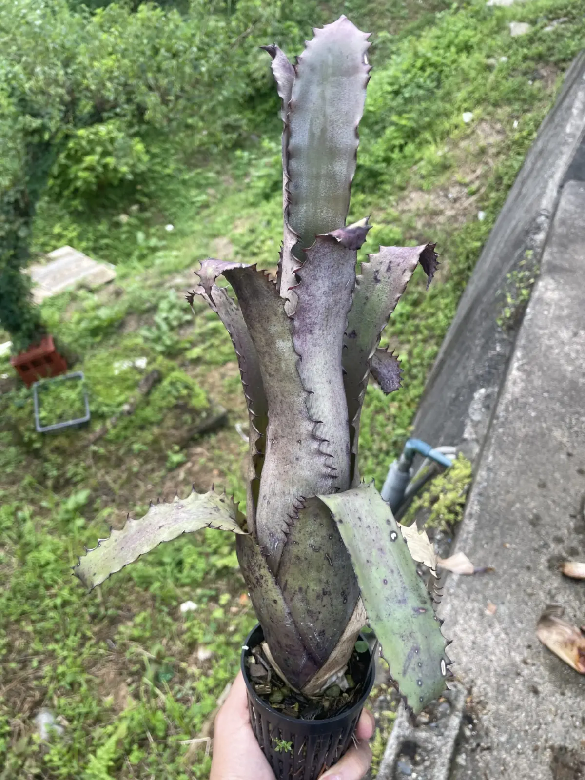 ホヘンベルギア　spブラジル